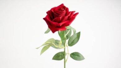 أفضل 5 مواقع لتحميل الصور في 2026