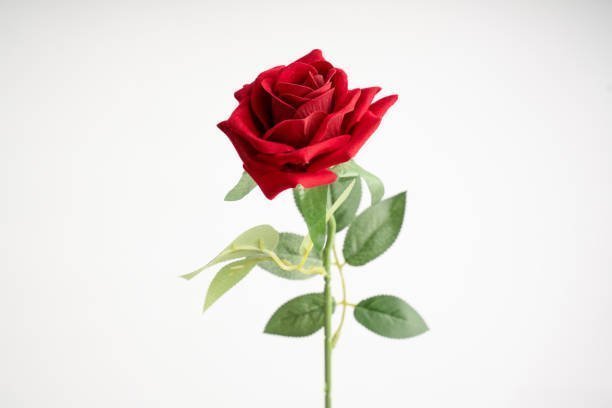 أفضل 5 مواقع لتحميل الصور في 2026